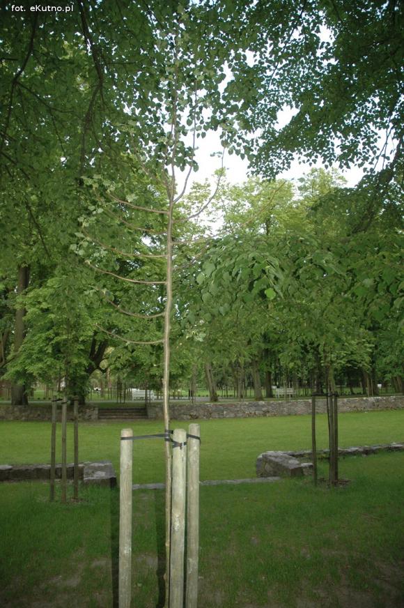 Czytelnicy pytają: Co się stało z drzewami w parku Wiosny Ludów?