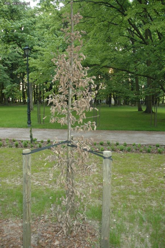 Czytelnicy pytają: Co się stało z drzewami w parku Wiosny Ludów?