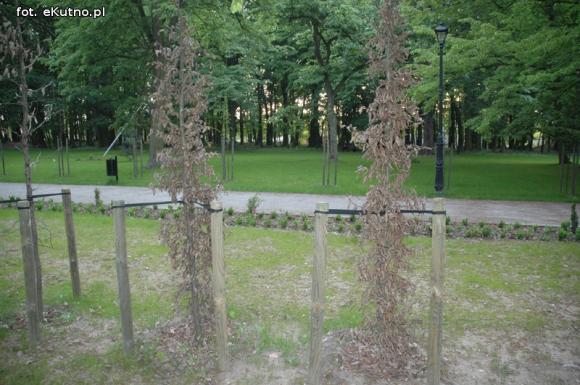 Czytelnicy pytają: Co się stało z drzewami w parku Wiosny Ludów?