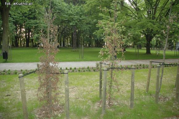 Czytelnicy pytają: Co się stało z drzewami w parku Wiosny Ludów?