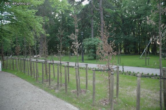 Czytelnicy pytają: Co się stało z drzewami w parku Wiosny Ludów?