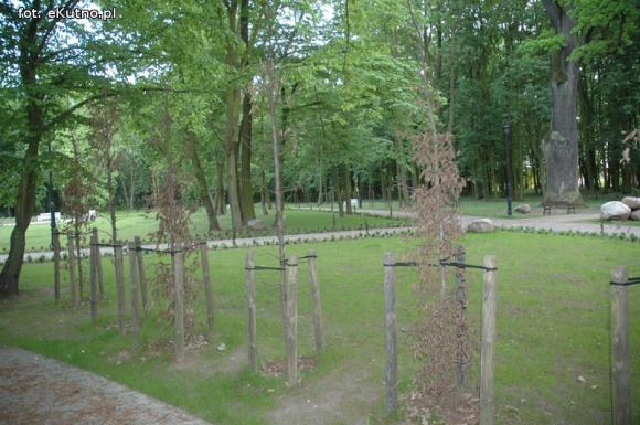 Czytelnicy pytają: Co się stało z drzewami w parku Wiosny Ludów?