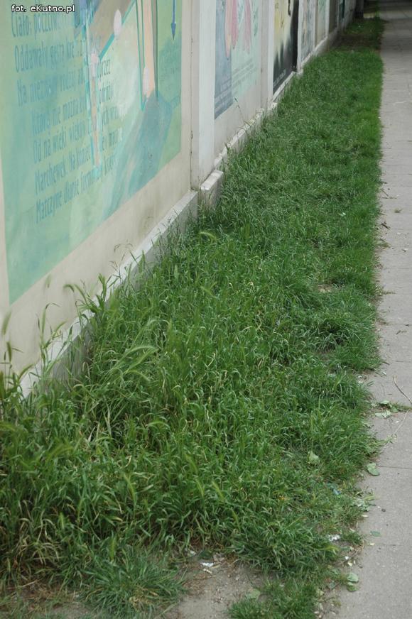 Miejskie obrazki. Koszenie w cenie