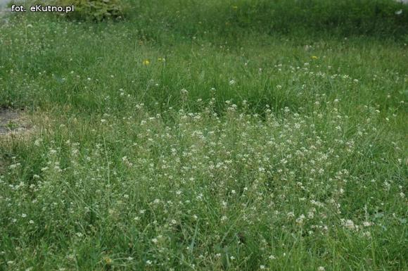 Miejskie obrazki. Koszenie w cenie