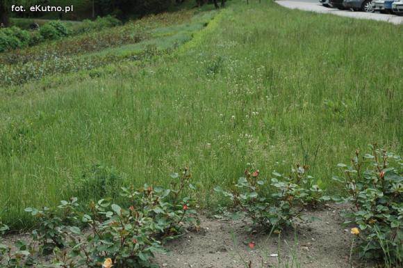 Miejskie obrazki. Koszenie w cenie