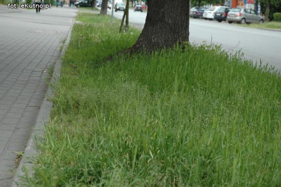 Miejskie obrazki. Koszenie w cenie