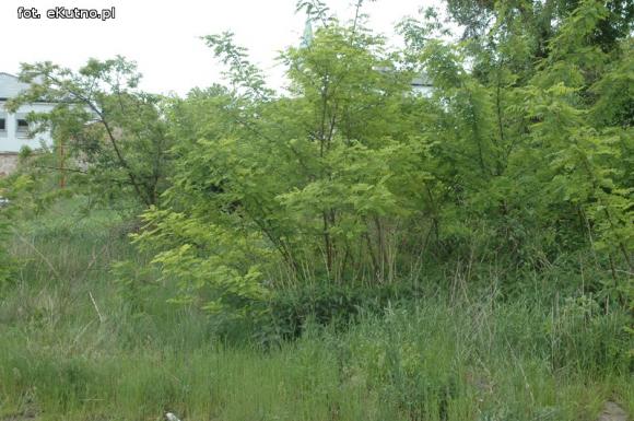 Miejskie obrazki. Koszenie w cenie