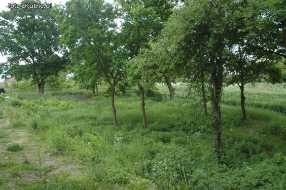 Miejskie obrazki. Koszenie w cenie