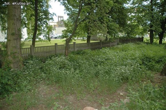 Miejskie obrazki. Koszenie w cenie