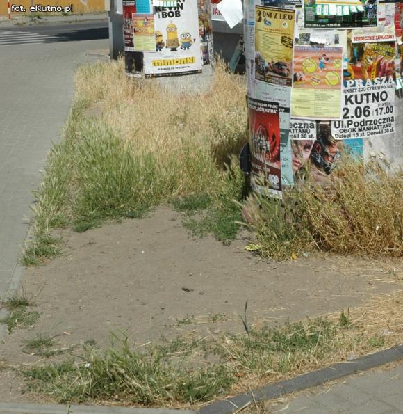 Czytelnicy pytają: Kiedy miasto naprawdę zadba o zieleń?