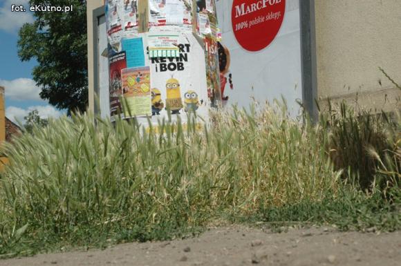 Czytelnicy pytają: Kiedy miasto naprawdę zadba o zieleń?