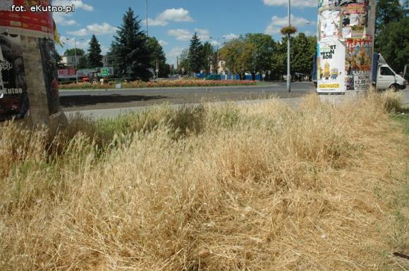 Czytelnicy pytają: Kiedy miasto naprawdę zadba o zieleń?