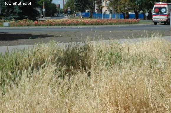Czytelnicy pytają: Kiedy miasto naprawdę zadba o zieleń?