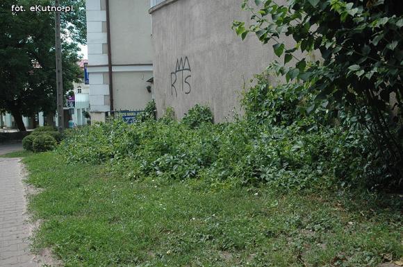 Czytelnicy pytają: Kiedy miasto naprawdę zadba o zieleń?