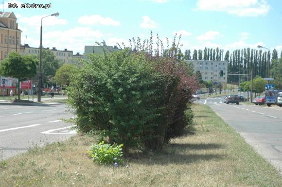 Czytelnicy pytają: Kiedy miasto naprawdę zadba o zieleń?