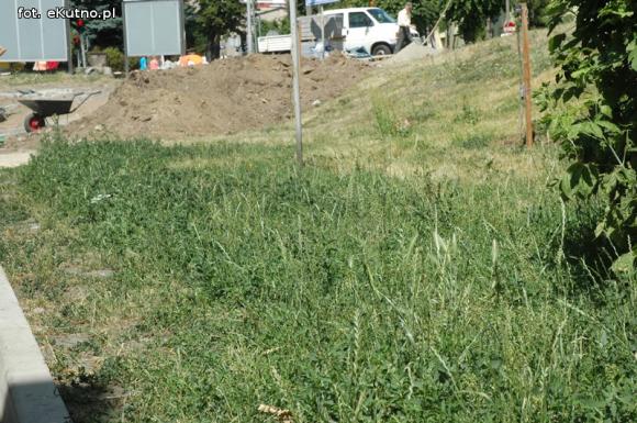 Czytelnicy pytają: Kiedy miasto naprawdę zadba o zieleń?