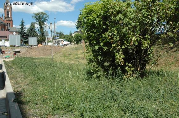 Czytelnicy pytają: Kiedy miasto naprawdę zadba o zieleń?