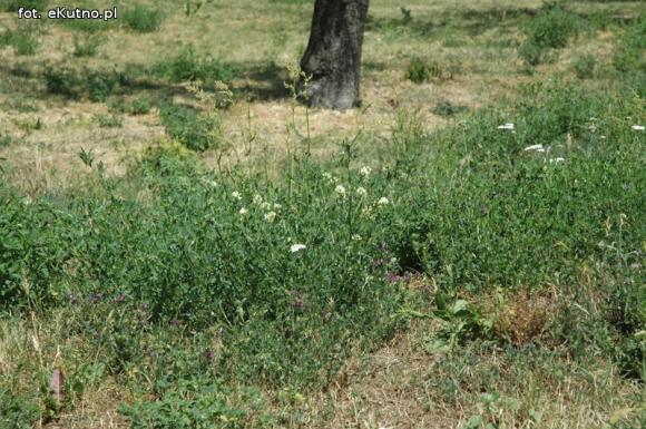 Czytelnicy pytają: Kiedy miasto naprawdę zadba o zieleń?