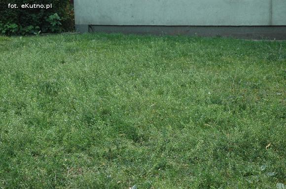 Czytelnicy pytają: Kiedy miasto naprawdę zadba o zieleń?