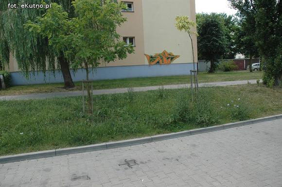 Czytelnicy pytają: Kiedy miasto naprawdę zadba o zieleń?