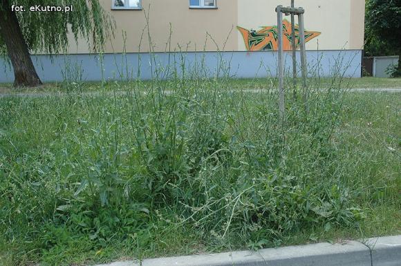 Czytelnicy pytają: Kiedy miasto naprawdę zadba o zieleń?