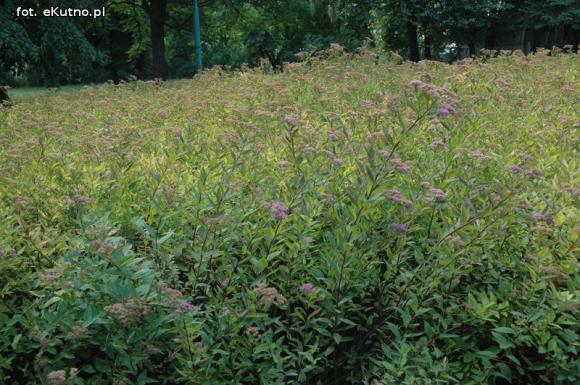 Czytelnicy pytają: Kiedy miasto naprawdę zadba o zieleń?