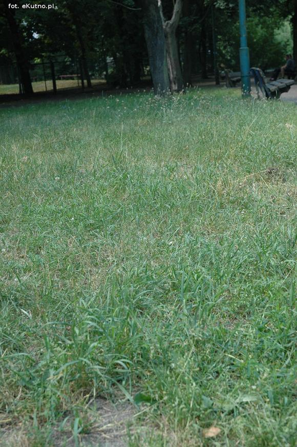 Czytelnicy pytają: Kiedy miasto naprawdę zadba o zieleń?