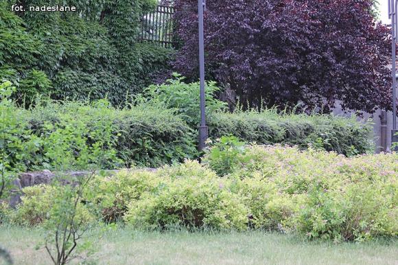 Czytelnicy piszą: To krzaczory nie żywopłoty