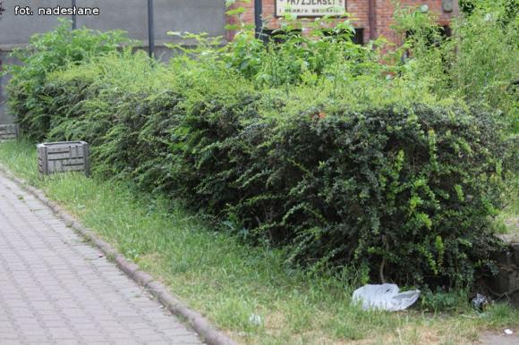 Czytelnicy piszą: To krzaczory nie żywopłoty
