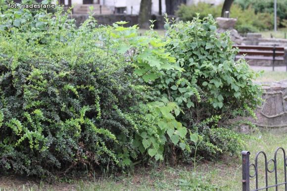 Czytelnicy piszą: To krzaczory nie żywopłoty