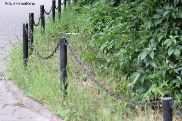 Czytelnicy piszą: To krzaczory nie żywopłoty