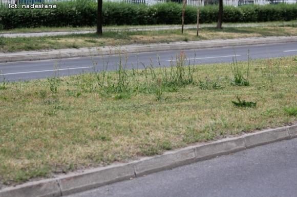 Czytelnicy piszą: To krzaczory nie żywopłoty