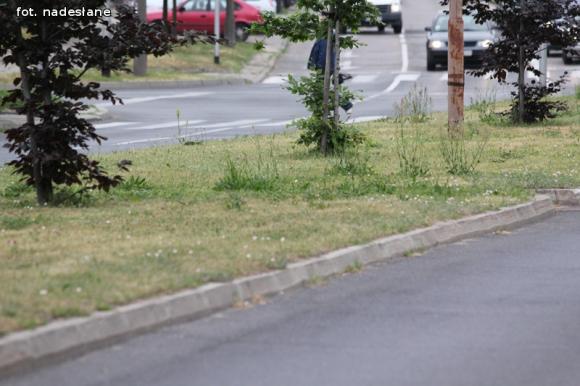 Czytelnicy piszą: To krzaczory nie żywopłoty