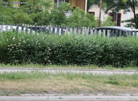 Czytelnicy piszą: To krzaczory nie żywopłoty