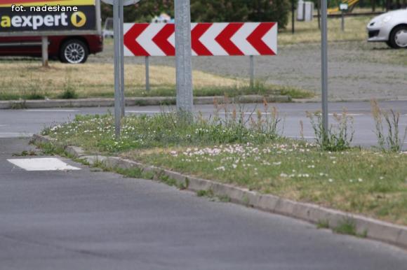 Czytelnicy piszą: To krzaczory nie żywopłoty