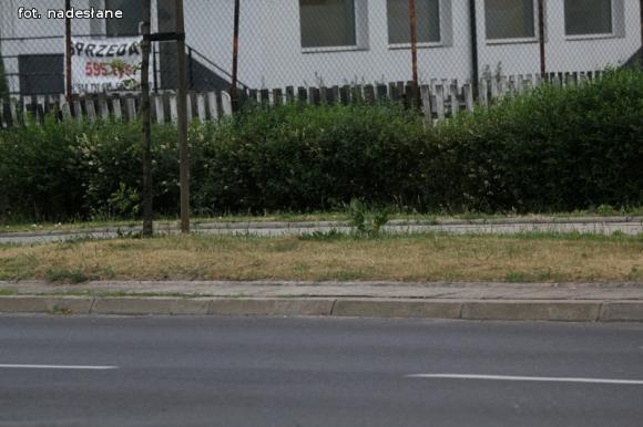 Czytelnicy piszą: To krzaczory nie żywopłoty