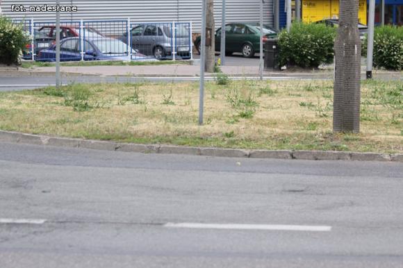 Czytelnicy piszą: To krzaczory nie żywopłoty