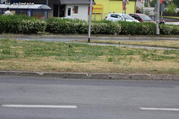 Czytelnicy piszą: To krzaczory nie żywopłoty