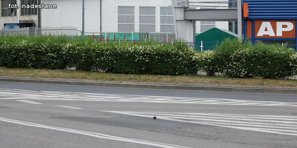 Czytelnicy piszą: To krzaczory nie żywopłoty