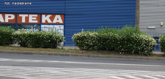 Czytelnicy piszą: To krzaczory nie żywopłoty