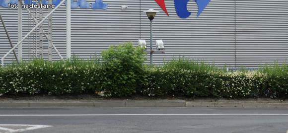 Czytelnicy piszą: To krzaczory nie żywopłoty