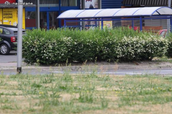 Czytelnicy piszą: To krzaczory nie żywopłoty