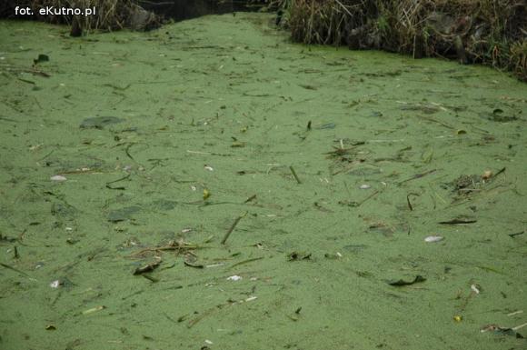 Trwa oczyszczanie Ochni