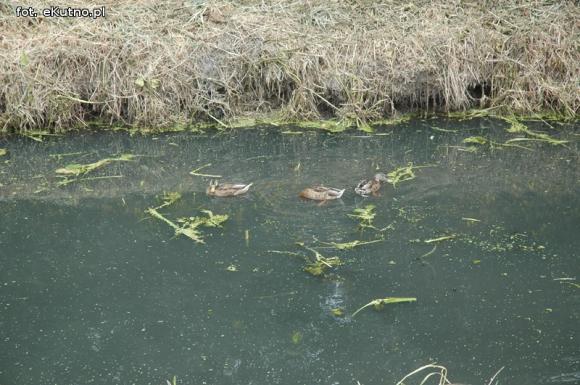 Trwa oczyszczanie Ochni