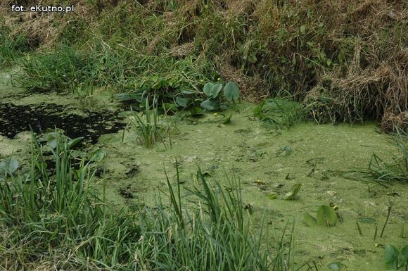 Trwa oczyszczanie Ochni