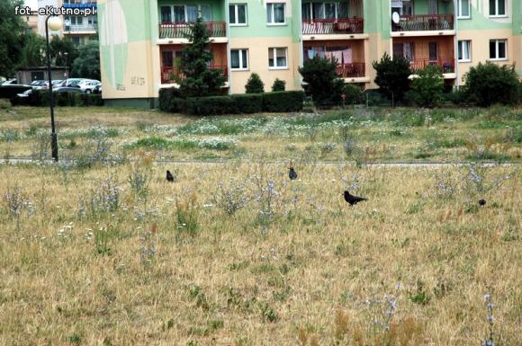 Czytelnicy piszą: Susza w Parku nad Ochnią