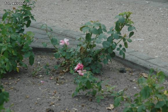 Czytelnicy piszą: Susza w Parku nad Ochnią