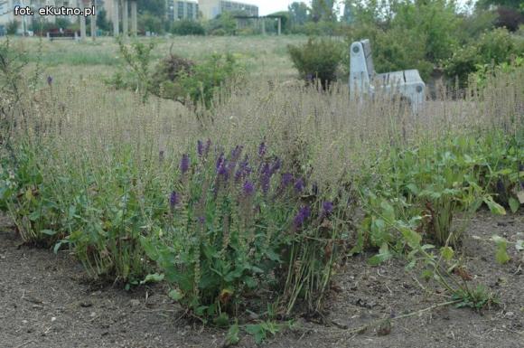 Czytelnicy piszą: Susza w Parku nad Ochnią