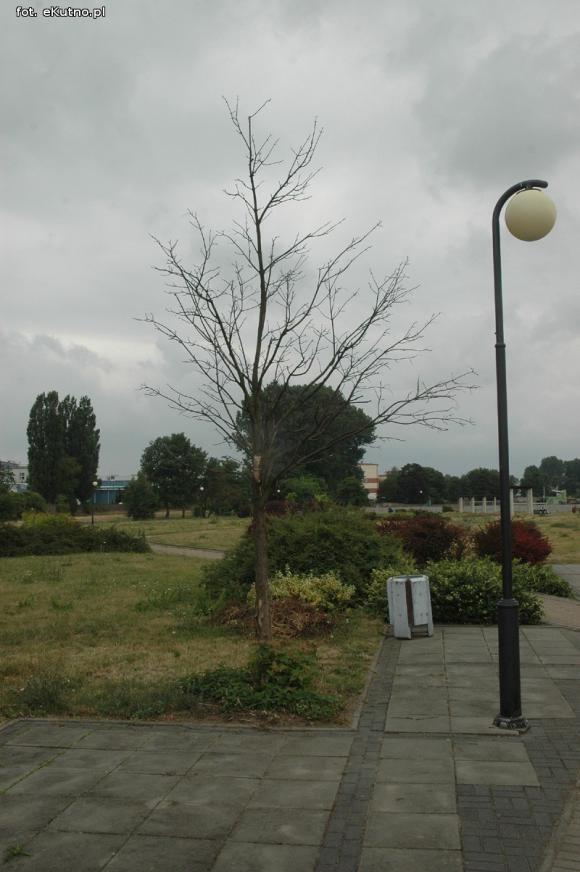 Czytelnicy piszą: Susza w Parku nad Ochnią