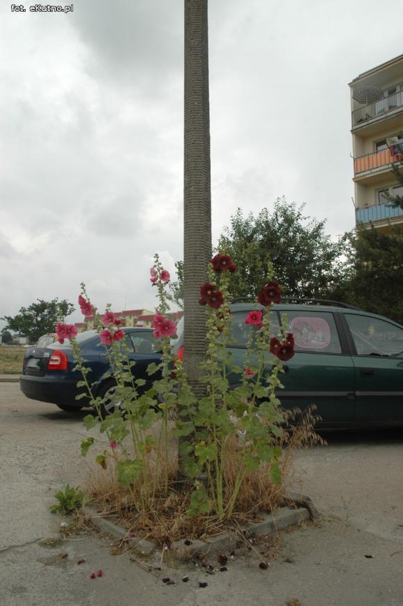 Czytelnicy piszą: Susza w Parku nad Ochnią